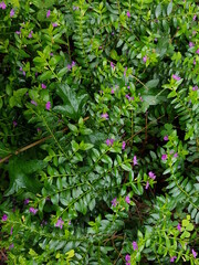 small flower purple with green color leaf background in the morning in Bangkok Thailand.