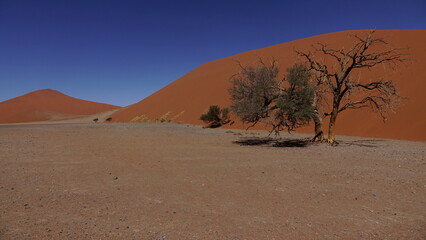 Fototapeta na wymiar Tree in the desert of Namibia. Orange dunes of sand. Dry adventure.