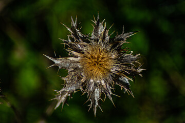 dried thistle flower