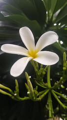 Obraz premium Native Indian flower