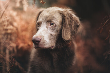 Portrait of a Weimaraner Long haired