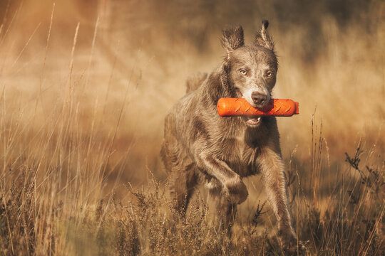 Close up of a Weimaraner retrieving a dummy