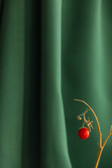 The Cherry tomato is on a brittle twig on a  draped green fabric background. The concept of a...