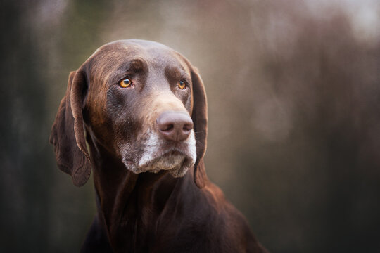 Portrait of a German Pointer Short hair