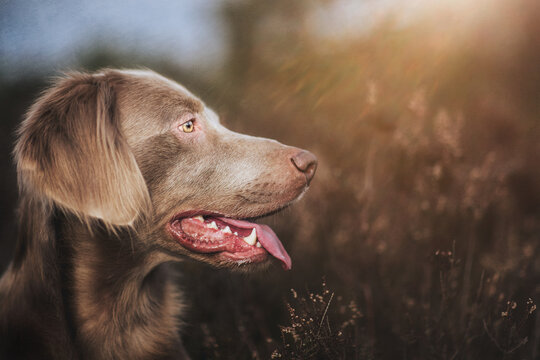 Portrait of a Weimaraner Long haired