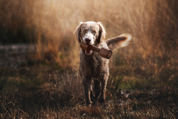Long haired Weimaraner practicing with a dummy