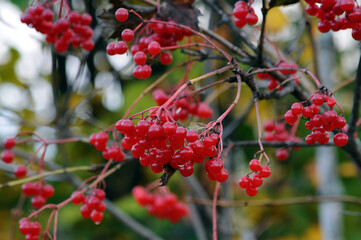 red berries on a bush