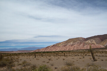 Desert landscape. View of the arid valley, sand, shrubs, giant cactus Echinopsis atacamensis and colorful mountain in the background.