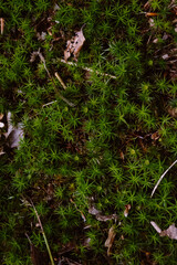 moss in the forest