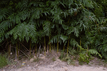 fern in the forest