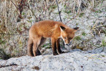 Red Fox among sand dunes, Crescent Beach, Nova Scotia, Canada