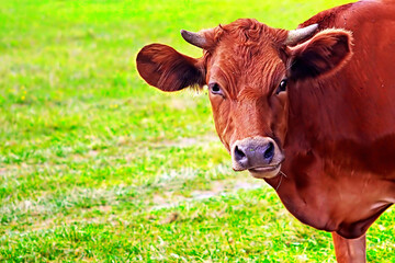 Cow graze on the grass in the summer