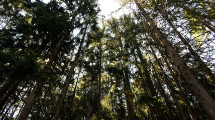 Au cœur de la forêt