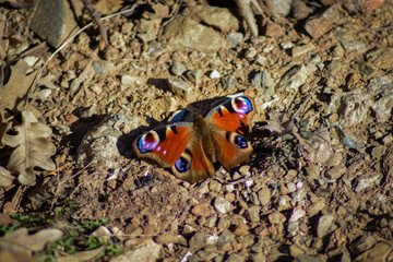peacock butterfly on the ground