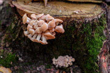 a group of mushrooms in the woods