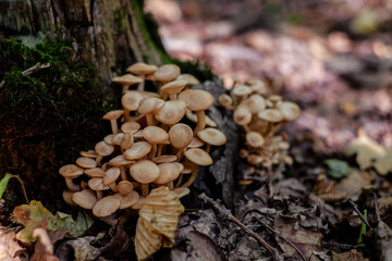 a group of mushrooms in the woods