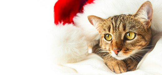 The cat lies in a red Santa Claus hat on a light background. Christmas background with a pet. Banner. Copy space.