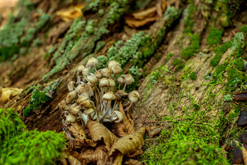 a group of mushrooms in the woods