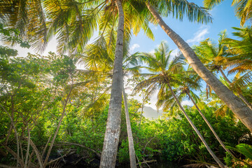 Palm trees under a blue sky in Guadeloupe