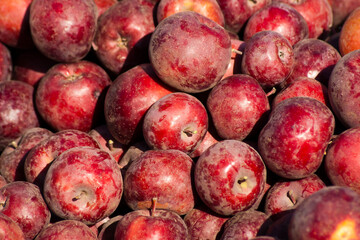Apples. The result of the harvest in the garden. Lots of apples are stacked in bulk during the harvest. Background from apples
