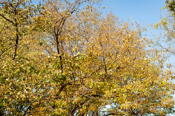 Fototapeta premium Autumn in Starved Rock State Park, a wilderness area on the Illinois River in the U.S. state of Illinois. Back to Nature concept.