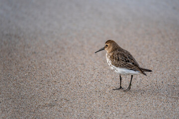 Walking in the sand a little bird Dunlin