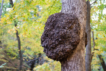 Black knot caused by the fungus Apiosporina morbosa on a tree trunk in Starved Rock State Park, U.S. state of Illinois. Back to Nature concept.