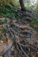 Exposed roots of a gigantic Tree in Starved Rock State Park, a wilderness area on the Illinois River in the U.S. state of Illinois. Autumn.