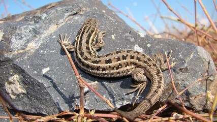 lizard
a lizard on the rock, Reptile Sunbathing Top view. This lizard, it's called skink. a smooth-bodied lizard with short limbs typically burrowing in sandy, and found tropical and temperate regions