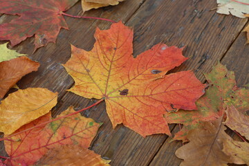 Naklejka na ściany i meble Bright autumn leaves lie on wooden boards