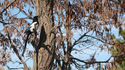 Bird alone on a branch | Crow , Magpie , Eurasian Magpie . animal . bird . crow . wildlife . wild nature
Magpie on the tree in autumn on cloudy sky background. Beautiful bird in nature. animal