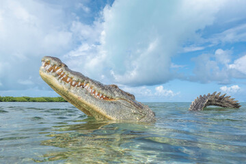 American Crocodile in the  Water Close, Mexico