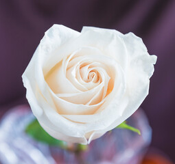 White rose close up on dark background