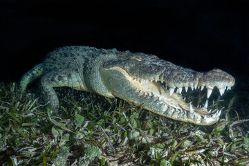 American Crocodile at Night under Water, Mexico