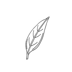 Bay leaf. Tea leaf. Vector hand-drawn doodle illustration. Black and white silhouette