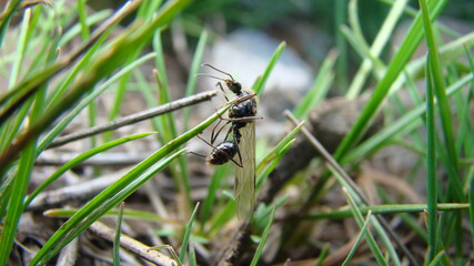Ant.
closeup shot of Subterranean ants on Leaf in Springtime
New queen ant ( Honey Ant)
Flying ants on the grass in nature
Winged ant
insects, insect, bugs, bug, animals, animal, wild nature, wildlife