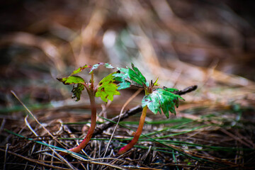 Nacimiento, naturaleza