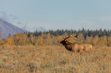 Naklejka na ściany i meble Bull Elk in Autumn in Wyoming