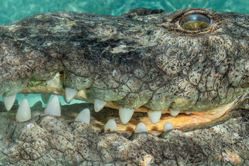 American Crocodile under Water Close Up, Mexico