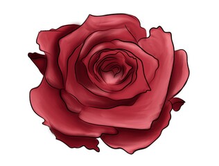realistic red rose isolated on a white background