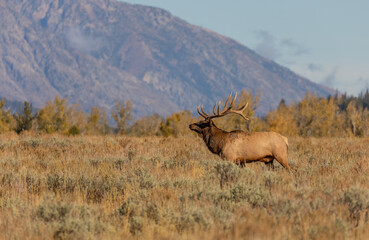 Bull Elk in the fall Rut in Wyoming