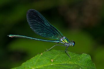 Caballito del diablo azul (Calopterix virgo), descansando sobre la hoja con fondo verde.