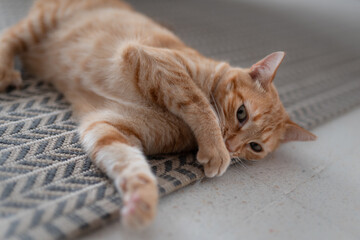 gato atigrado de color marron con ojos verdes se acuesta sobre la alfombra. primer plano