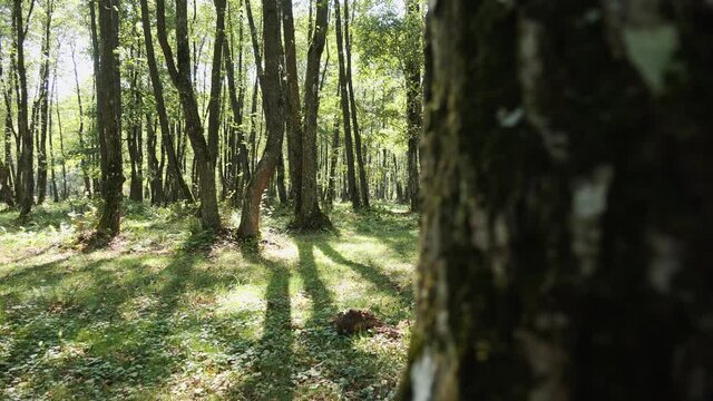 Camera move past tree trunk to reveal a forest patch pierced by sunrays on a sunny late summer day