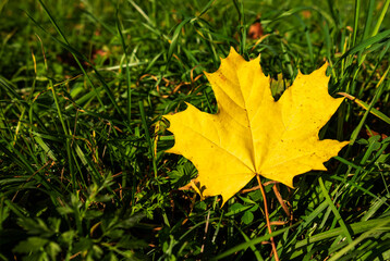 One beautiful maple leaf lies on the green grass. Golden autumn time.
