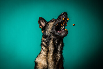 German Shepherd catching kibble © Alcorn Imagery