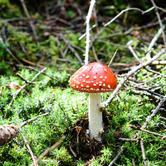 Amanita muscaria mushroom in the forest