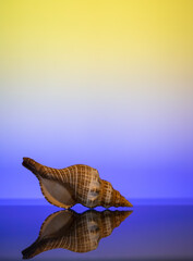 Sea shell from Sri Lanka