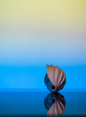 Sea shell from Sri Lanka