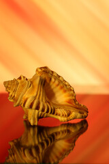 Sea shell from Sri Lanka